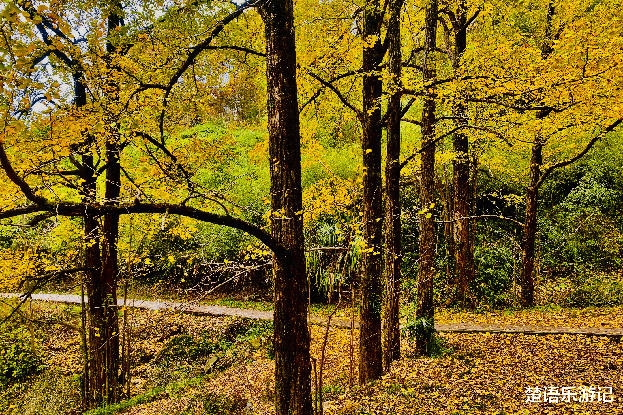 银杏树|浙江这个古村落居于山岙，却成为网红村，1200多棵银杏树美如仙境