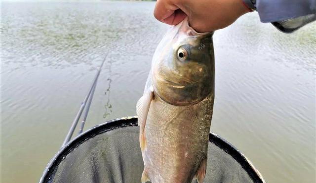 鲢鳙|夏天用手竿钓鲢鳙有什么技巧？野钓又怎样防止小鲢鳙闹窝？