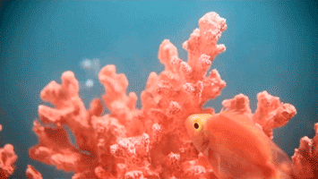 电光紫之后，Pantone公布的流行色是啥来头？