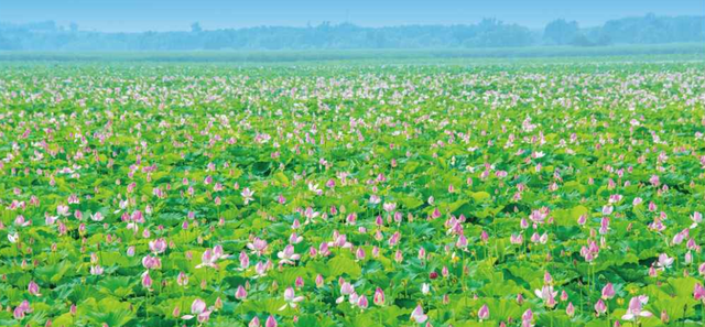 |城市画册｜这里是沈北·珍宝篇