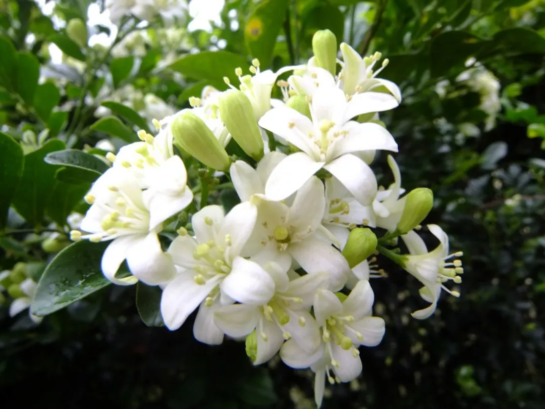 |一楼带庭院的户型，如何驱蚊防虫？