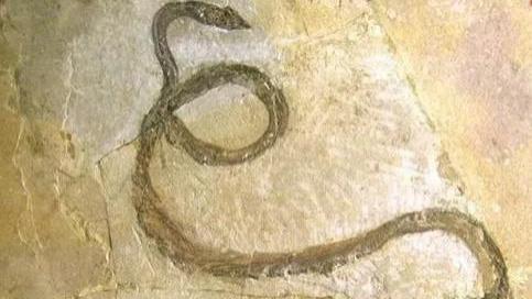 人为何天生怕蛇？科学家通过实验给出了答案