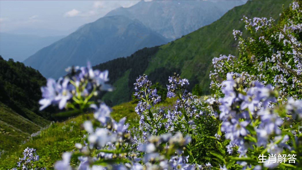 狮子座|从不讨好，只想过好自己日子的星座，不纠结、不计较、不纠缠