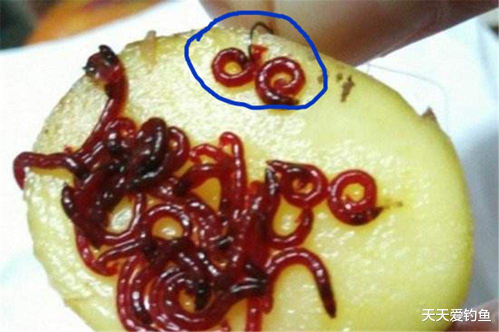 鲫鱼|数九寒冬鱼难钓,钓法一定不要常规,这些非主流钓法值得一试