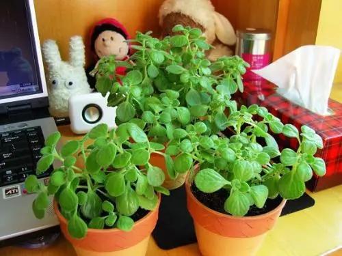 再穷也要在卫生间里养一盆“它”,角落里的臭气、潮气都给吸干净