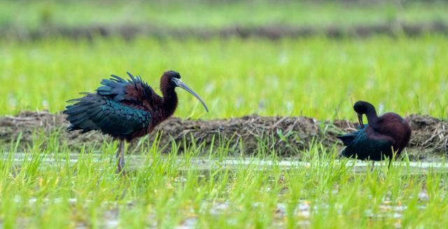 罕见！甘肃黑河濒危珍禽彩鹮绝迹重现两次现身黑河，暗示了什么