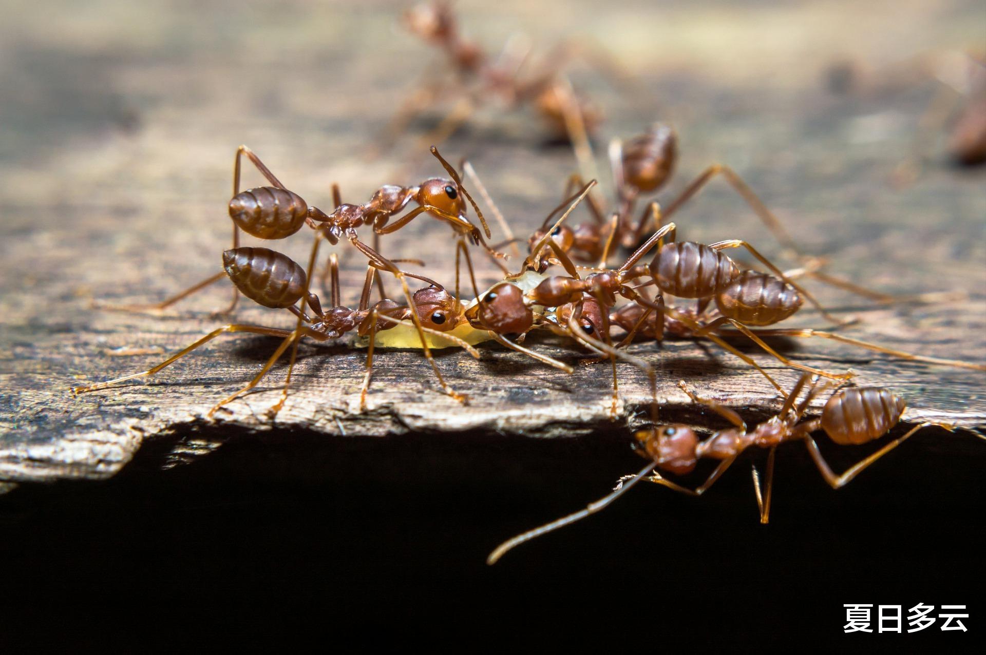 为什么说蚂蚁是地球上进化得最成功的生物?它们会种地,也会放牧
