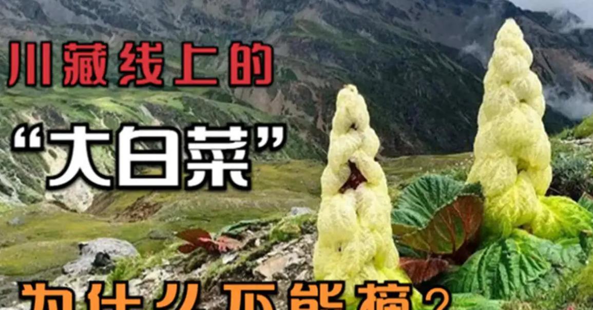 黑龙江|川藏线上2米高的白菜，一棵价值4000块？它到底有啥特别？