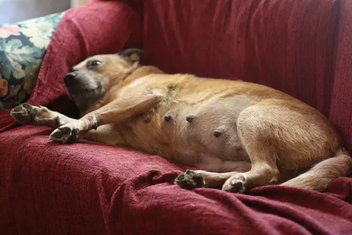 【狗狗产前征兆】 狗狗产前状态监测 狗狗产前最明显的征兆