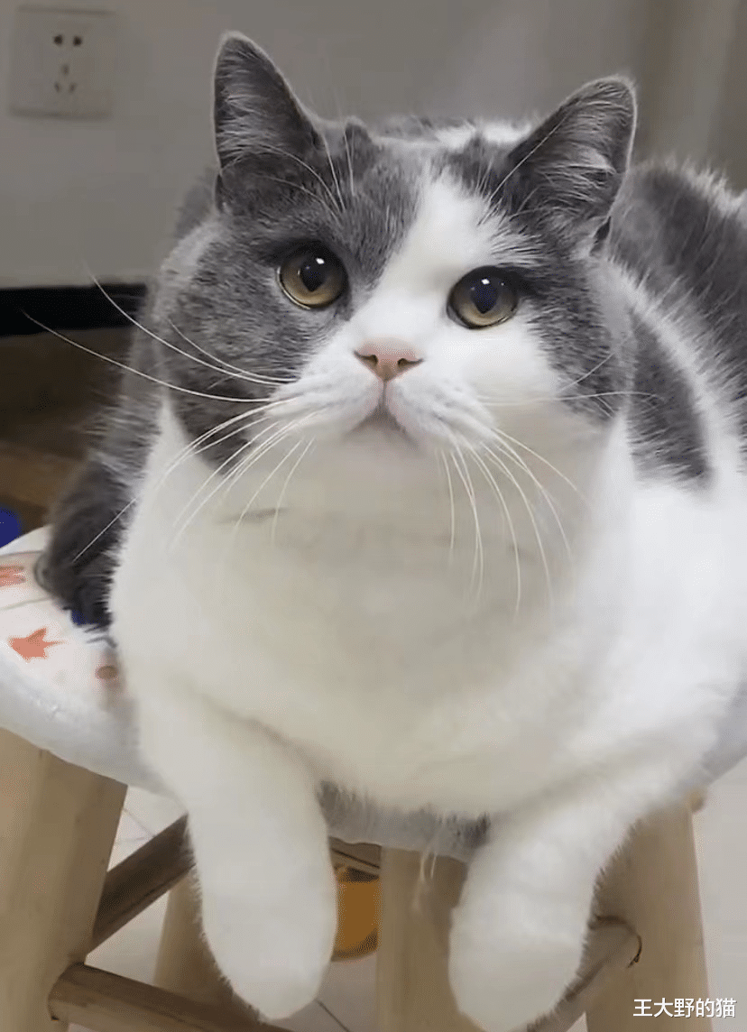 凌晨4点家中起火被猫咪叫醒，小猫脸被熏黑：真不让人省心