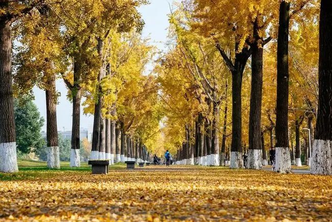 健康新视野【第三十九期】丨小雪：天地初飘雪，人间共白头