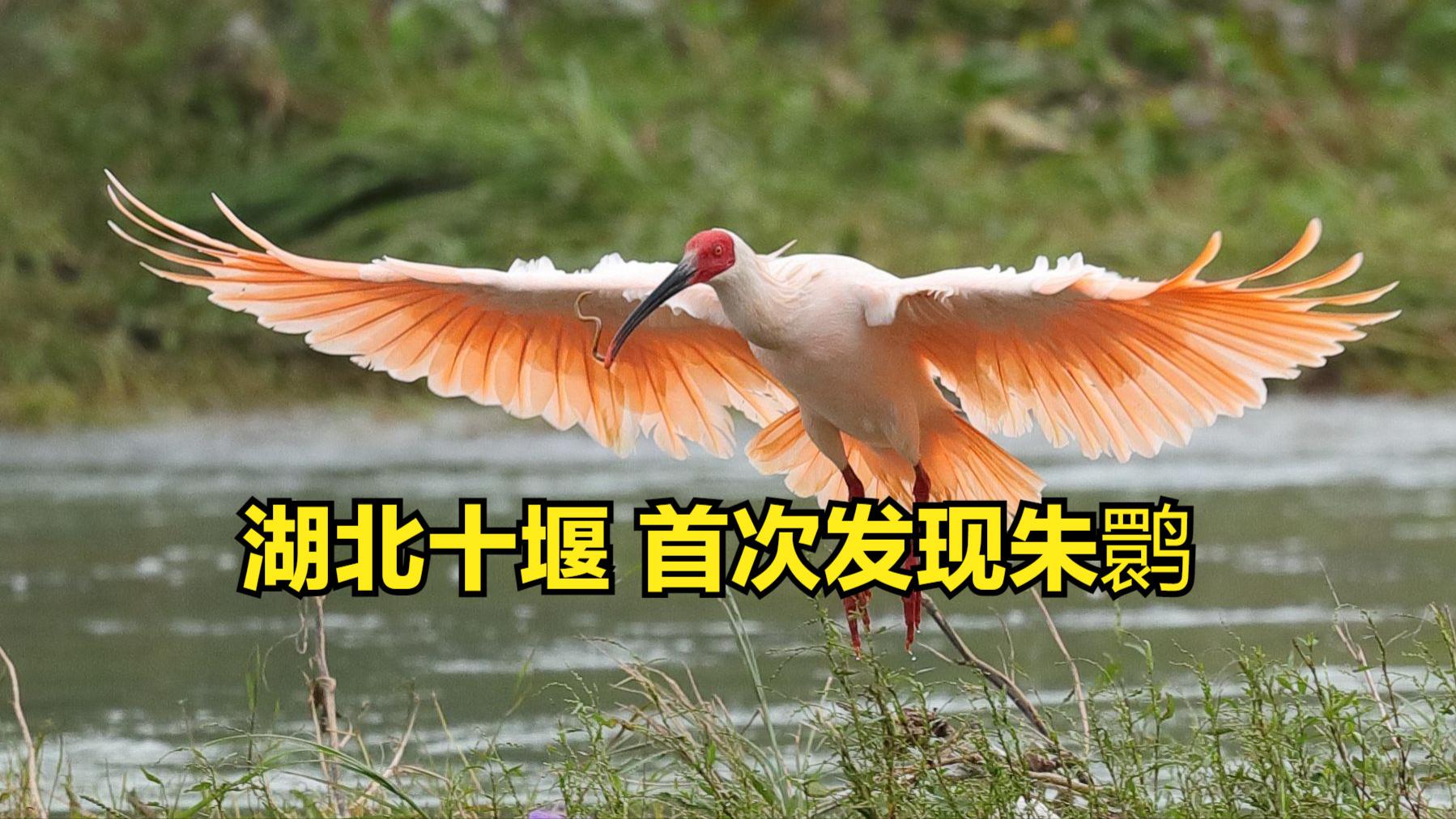 湖北十堰首次发现朱鹮！比大熊猫更珍稀，网友：感谢陕西汉中保护