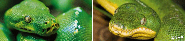 翡翠|蟒蛇中有“七彩吞天蟒”？蛇界中的“大哥大”，蚺和蟒如何区分？