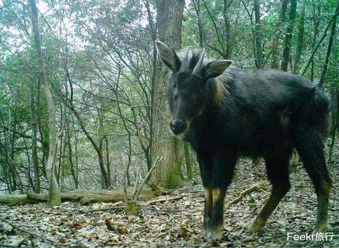 高峰|不是黄山！不是宏村！这个皖南小众秘境太惊喜，仿佛闯入绿野仙踪