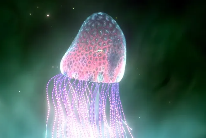 外形可爱却暗藏危机,在海里看见它赶紧跑!