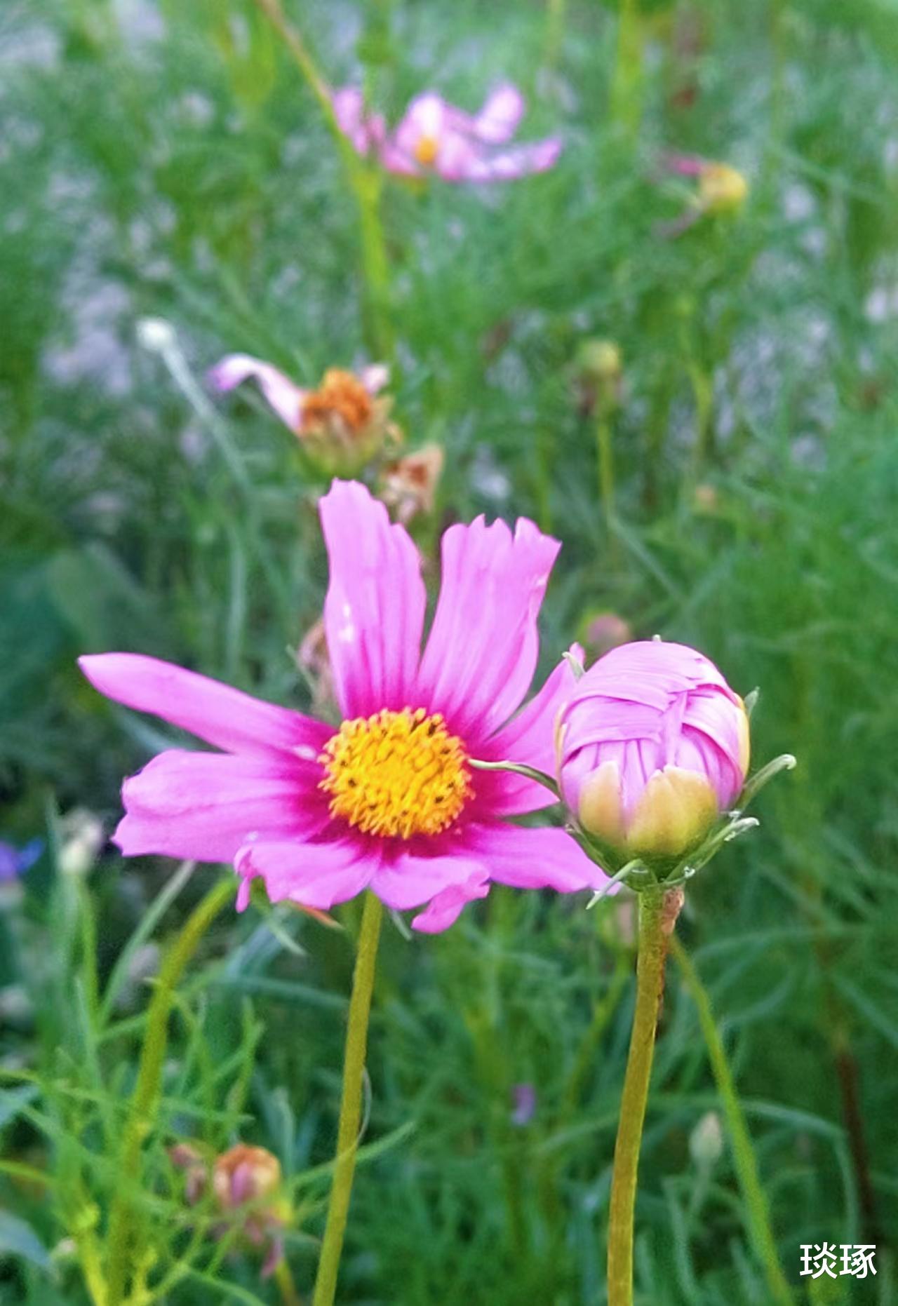 |诗歌：为你作诗