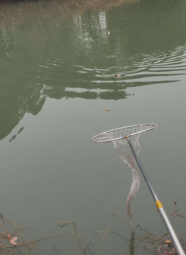 大板|坚持不懈,喜获大板鲫