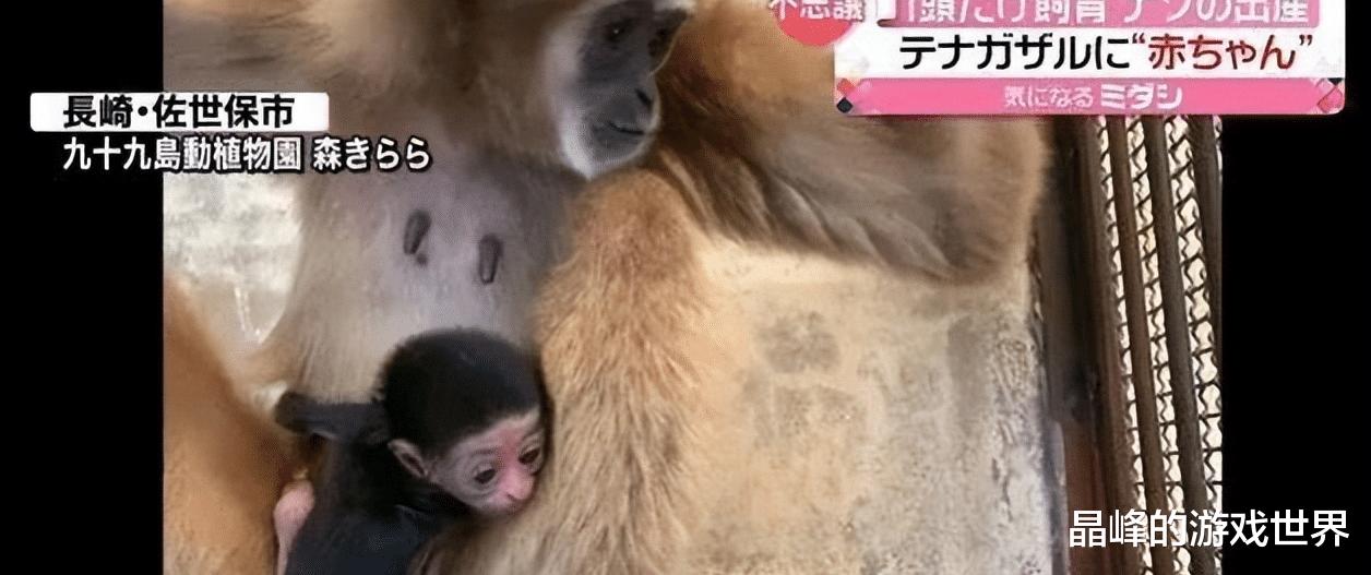 ?这到底咋怀上的?日本动物园独居母猿竟意外产崽,园方困惑不已
