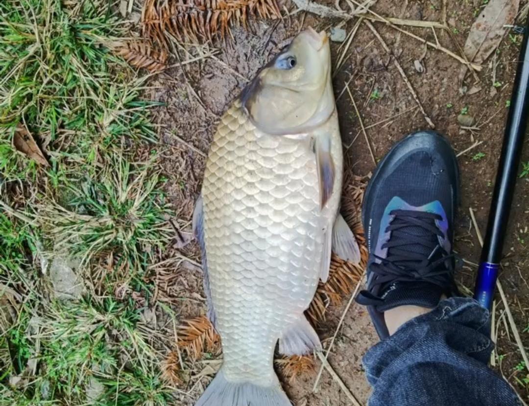 |湖南长沙钓鱼人钓到8斤重的“大鲤鱼”,经过鉴别后才发现是鲫鱼
