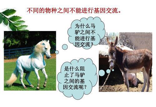 黄种人、黑种人和白种人能自由交配,为什么没有生殖隔离?