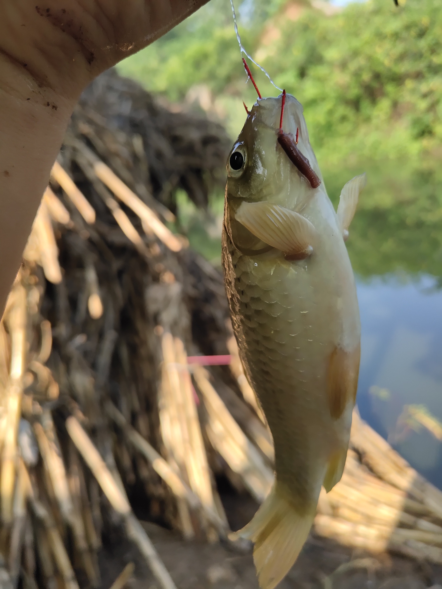 |昨天晚上的大雨让附近的内河涨水不少, 水的颜色也从之前的青色变成了黑色