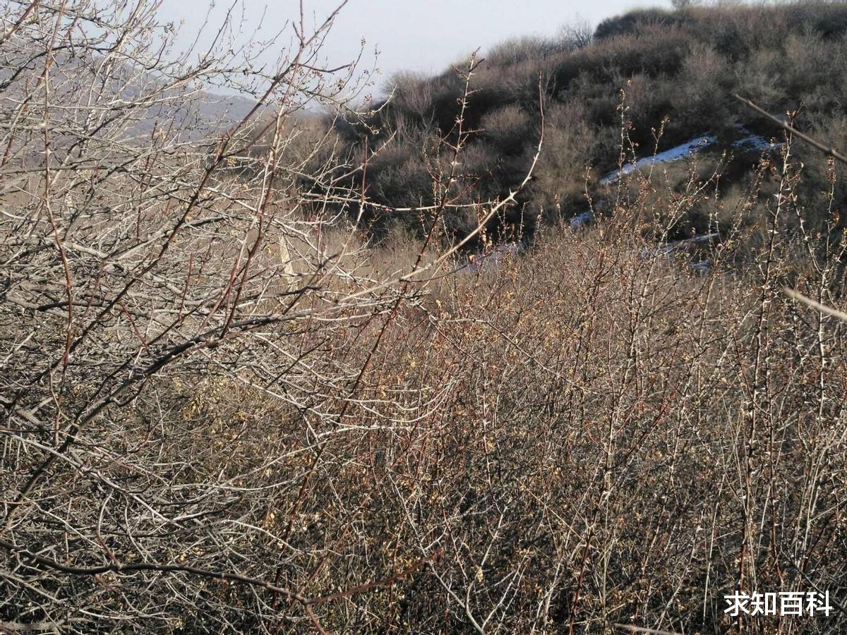 巨蟒活吞小豹崽,母花豹苦战3小时,只为了从蟒蛇肚中夺子