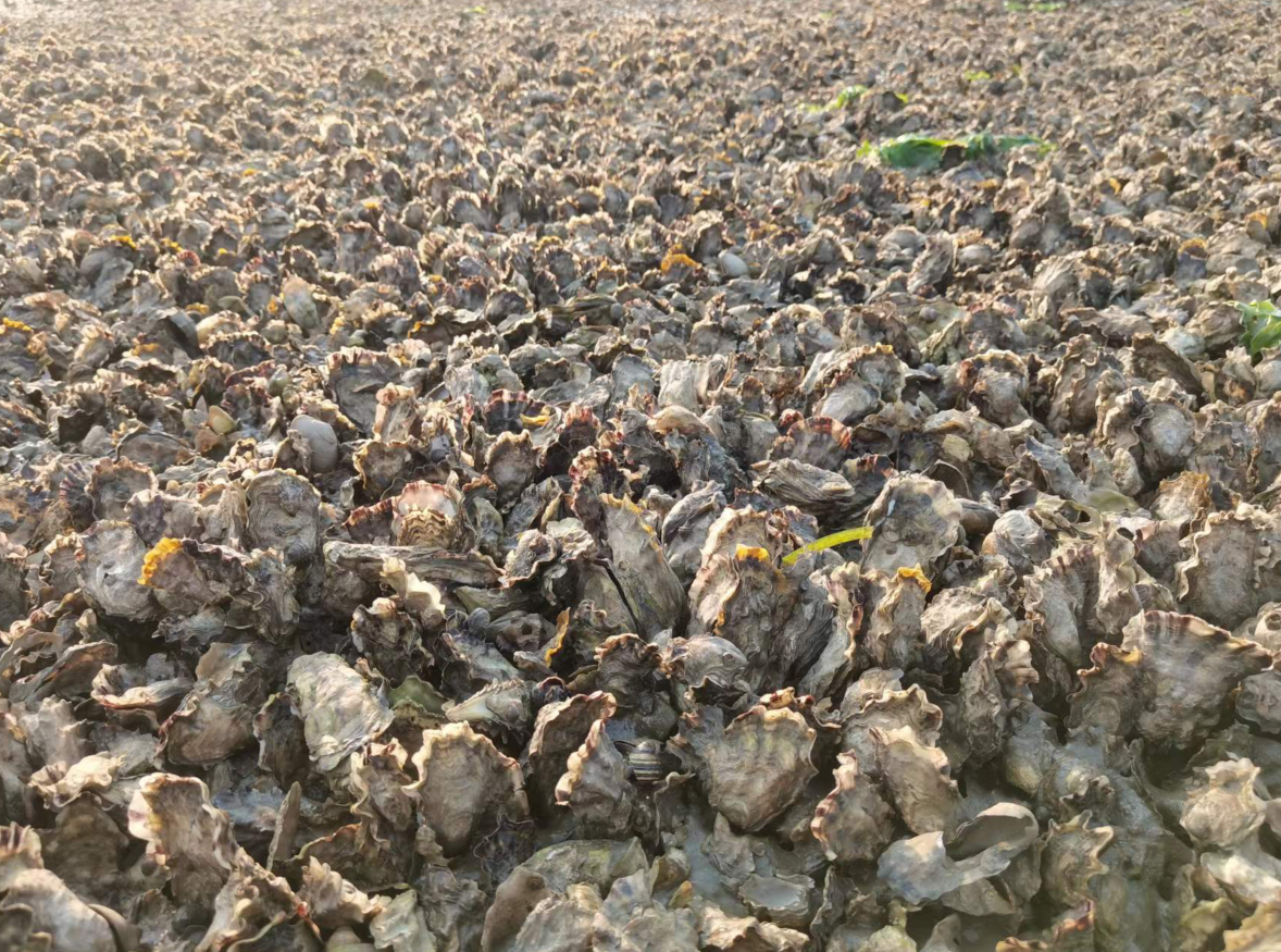 欧洲旅游|?超震撼！1500亩 庄河石城岛现成片海蛎子海滩