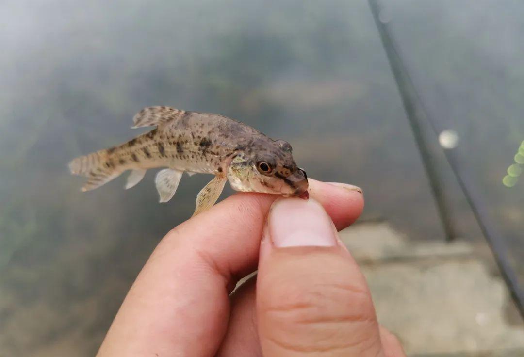 饵料|冬天还闹小杂鱼，到底是饵料没开好还是钓位选错了？