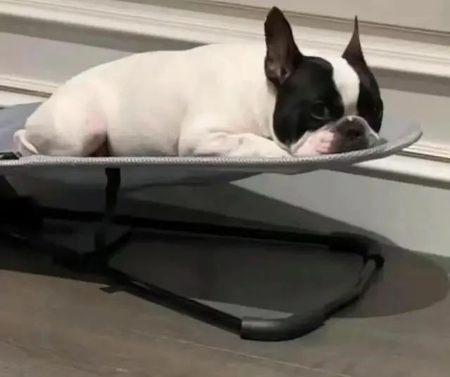 鹿晗|鹿晗未婚先孕?