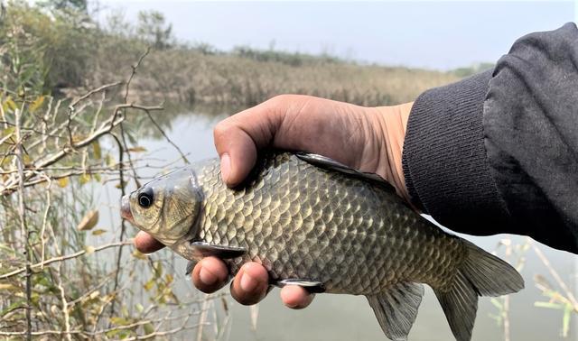 智商税|冬天钓鱼找不到鱼窝？遵照“温饱”二字，好钓点任你选