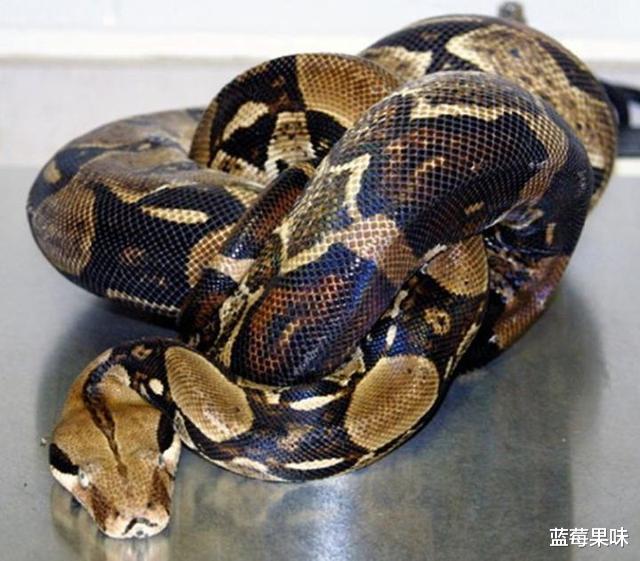 给“蛇”打个结,它能自己解吗?蛇:“不劳您动手,我自己来!”