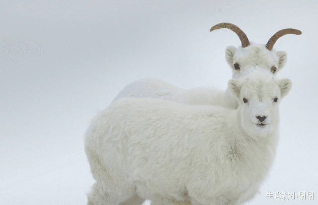 |属羊人遇到职场危机也不怕，想办法转危为安，这才是硬道理