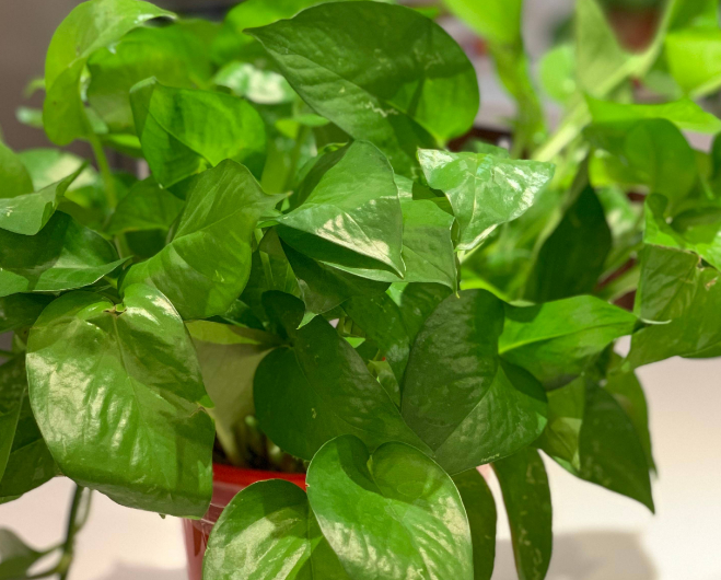 3种常见绿植，却是甲醛的“克星”，多数人家里有，真令人羡慕