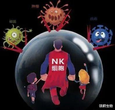 间充质干细胞与NK细胞能不能一起用？