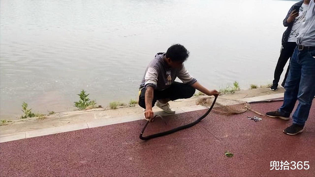 饵料|钓鱼无获改抓蛇!男子成了河边最靓的仔,网友:你是卖拉面的吧?