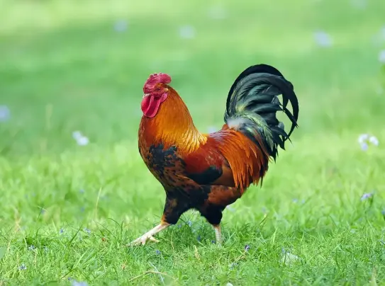 蜈蚣的克星竟然是普通的公鸡,公鸡的段位有多高,答案让你想不到