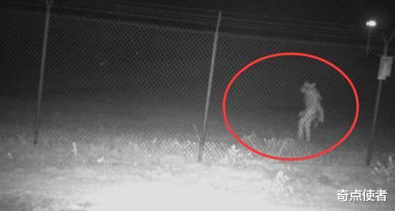 美国“狼人”之谜未揭晓,监控又拍到不明生物,是变异物种?