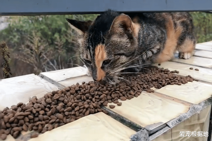 获得食物就跑的流浪猫，因意外失去一条腿，跟随发现暖心真相