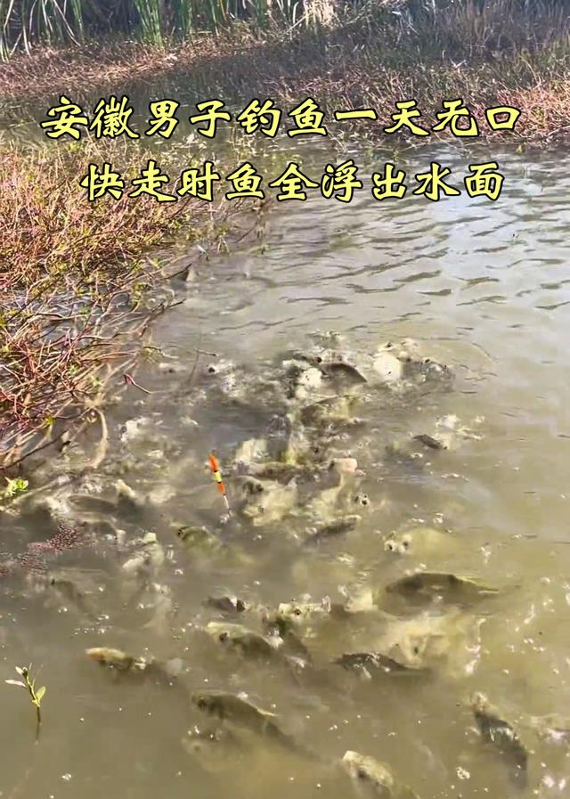 安徽|安徽男子野塘钓鱼一天无口,快走时鱼全浮出水面,网友:嘲讽你呢