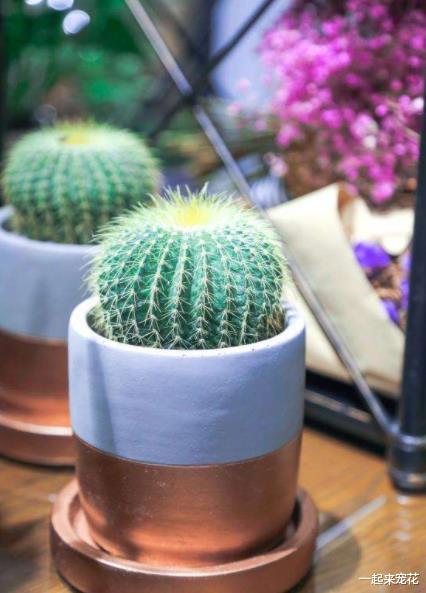 卫生间摆上5种漂亮花,异味全散开,净化空气还美观,适合新手