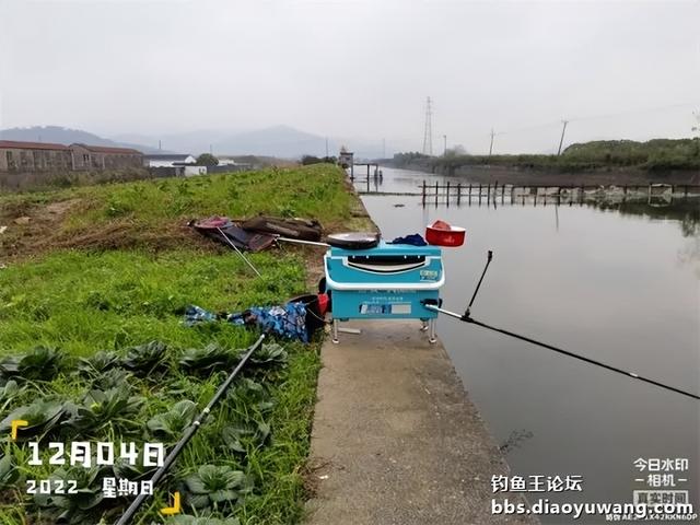 饵料|本味绝杀三,看我狂拉板鲫和大鲤