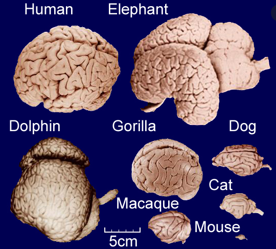 科学之谜:人类真的是地球上唯一拥有意识的生物吗?其他动物呢?