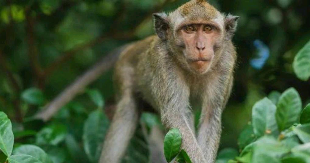 峨眉山|法国游客拍到四川“峨眉山”照片,引起热议:简直是大自然的馈赠