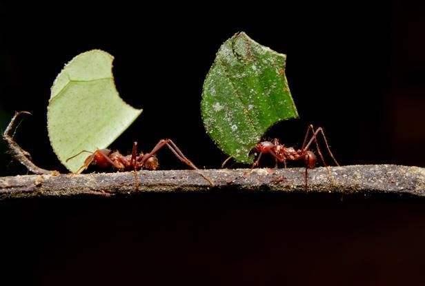 切叶蚁：唯一会种植蘑菇的“奇特”蚂蚁！