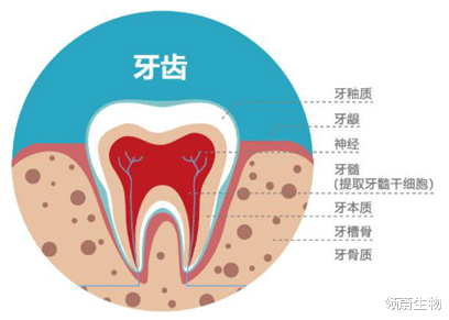 牙齿内心里的宝——牙髓干细胞