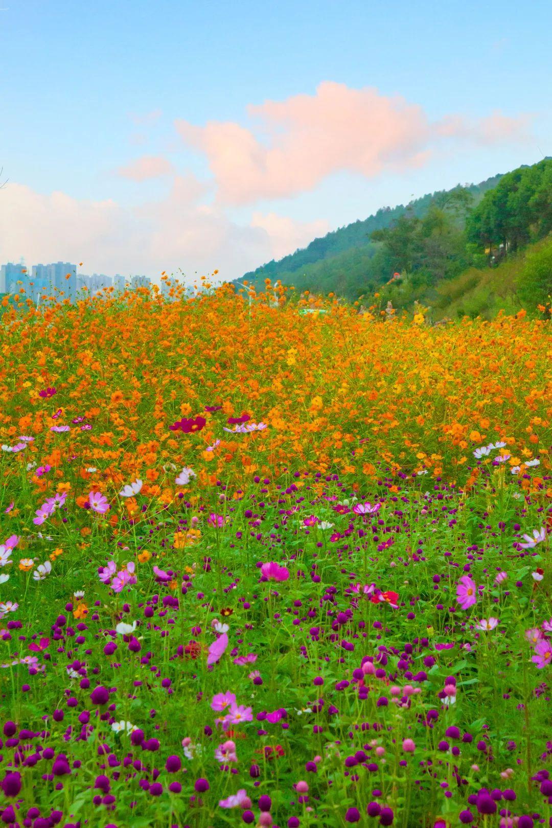 格桑花|国庆去哪儿玩?打卡这个开满鲜花的景区就够了