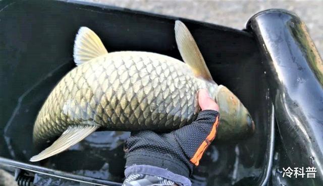 |夏季钓鱼如何做窝?打窝注意这5点,以免诱鱼变“喂鱼”