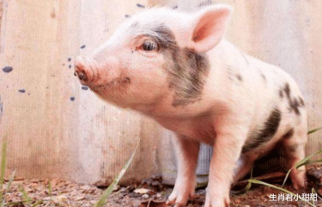 裤装|属猪人在职场摸爬滚打,经过多年拼搏和历练,终于得到蜕变