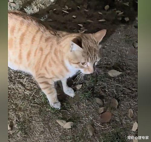 女子拿手机拍流浪猫,却不想被提醒“钱掉了”:现实版“招财猫”