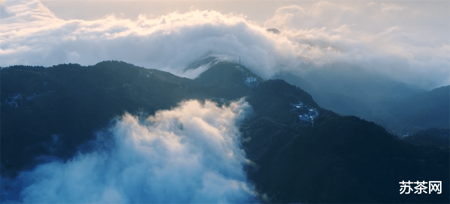 重庆|高山云雾出好茶，为什么冠名“云雾”的茶很少？